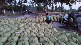 200噸飼料棗、爛棗、棗皮批發 樂陵市海豐飼料原料銷售中心價格優勢與產品實拍